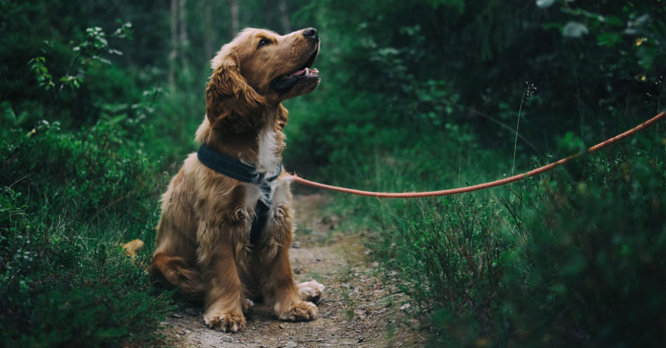 best dog walking coats