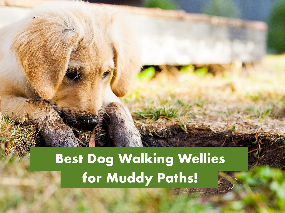 comfortable wellies for dog walking